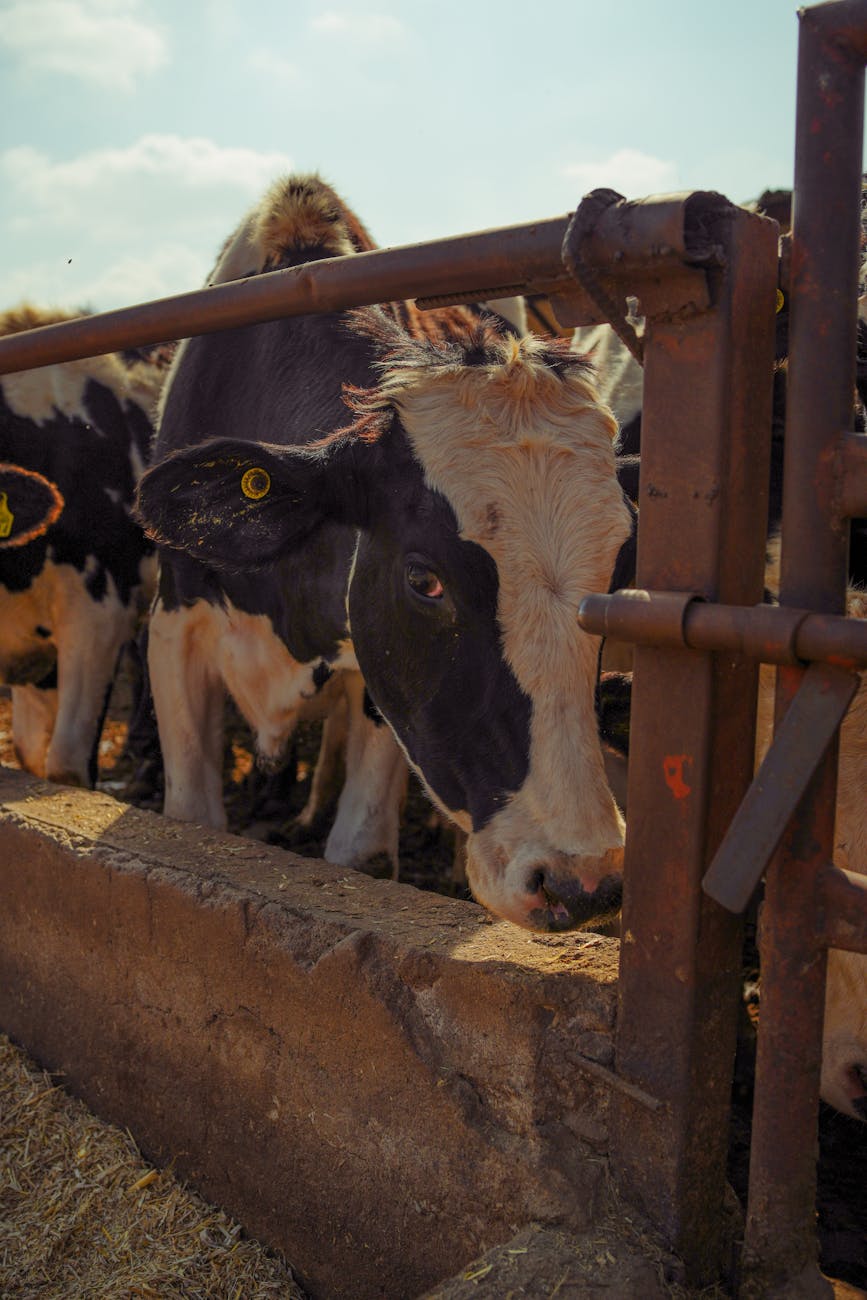 Iraeta defiende exigencias ambientales para exportar carne a&nbsp;Europa