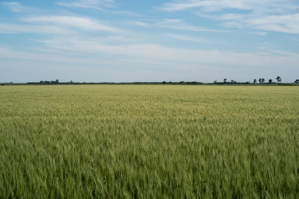 Rosario recupera su posición como mayor puerto agroexportador&nbsp;mundial