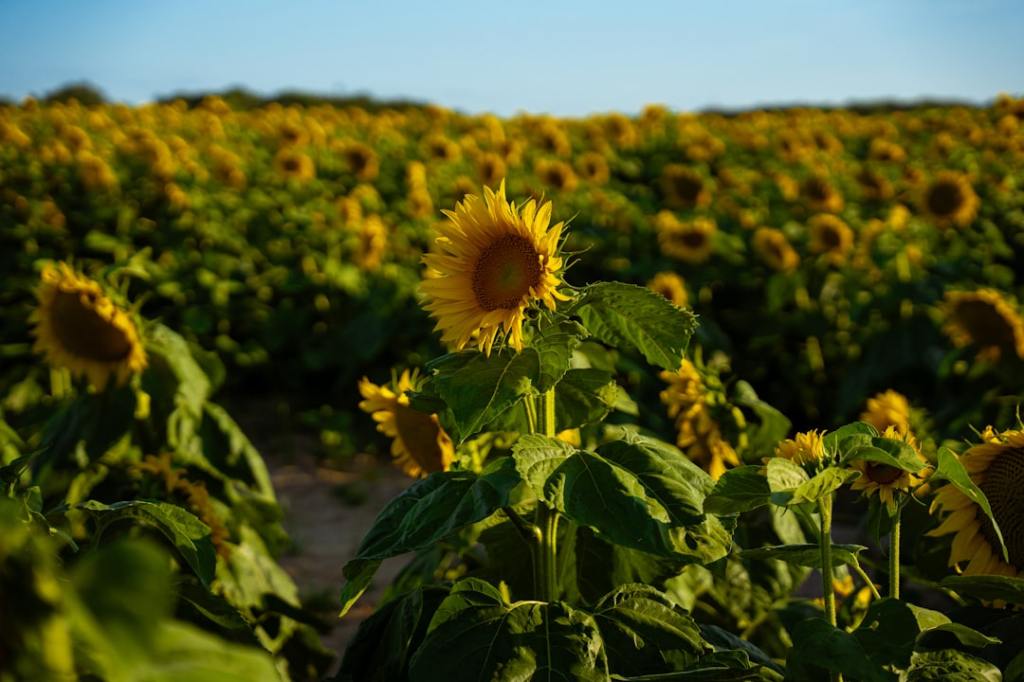 Zeta Semillas apunta a liderar el mercado de girasol con híbridos de alto&nbsp;rendimiento