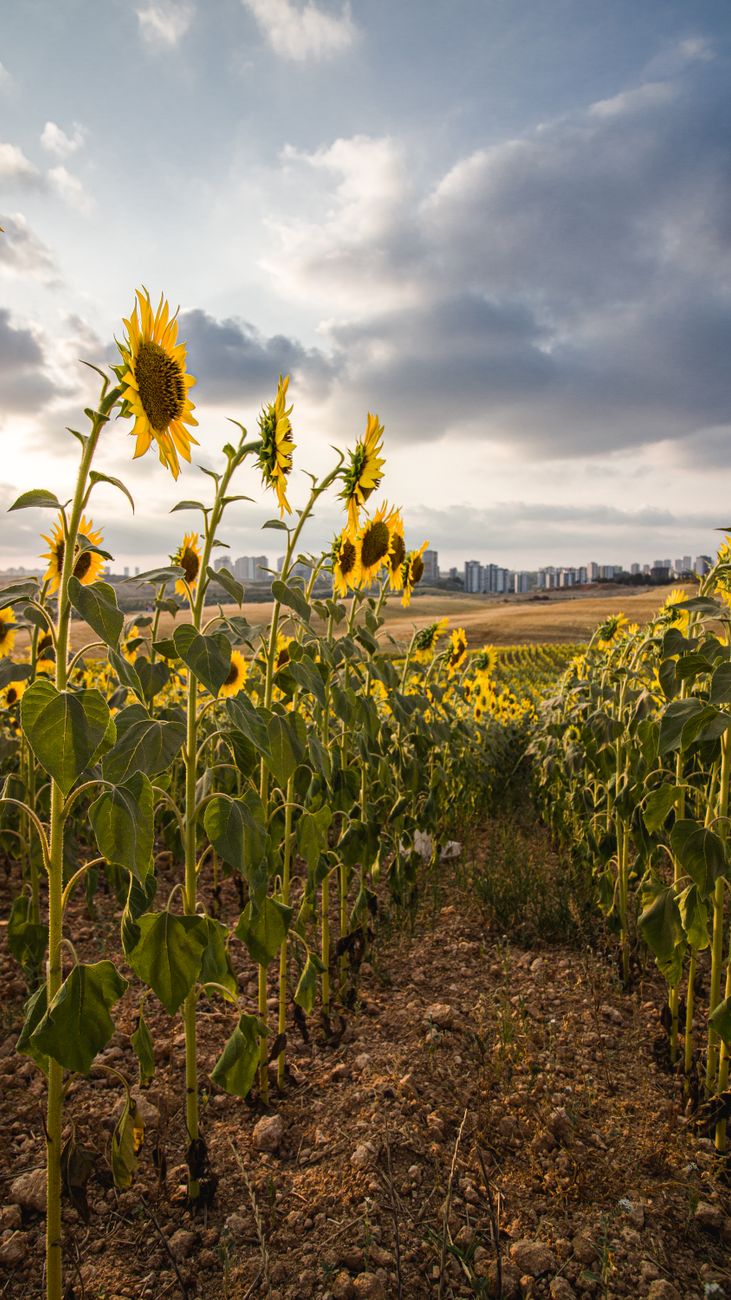 Girasol en su mejor momento: molienda récord en 25&nbsp;años