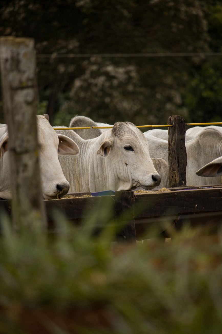 Ganadería argentina apunta a animales más grandes para competir&nbsp;globalmente