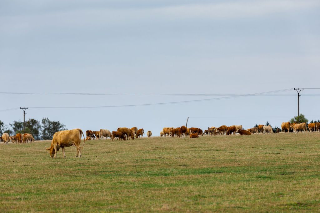 Ganaderos e industria cárnica buscan sintonía para expandir&nbsp;ventas