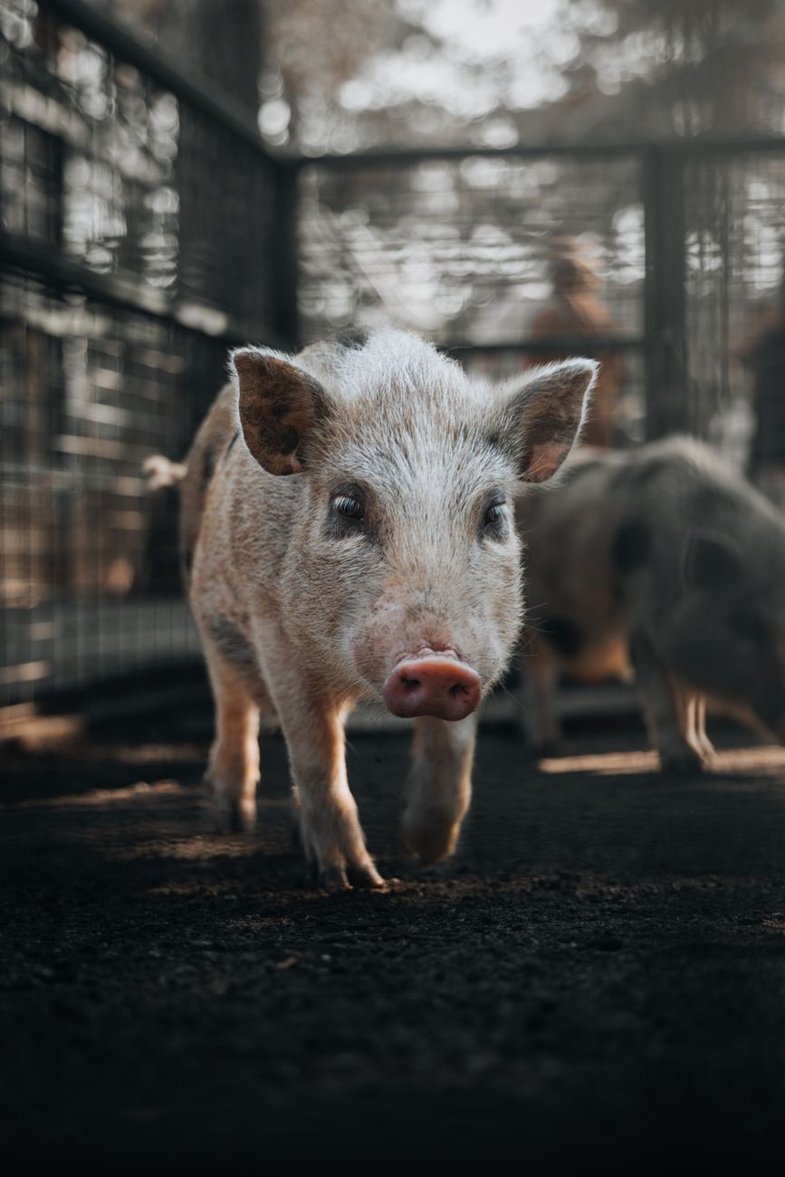 Las exportaciones de carne de cerdo se disparan con más de 150% de&nbsp;crecimiento