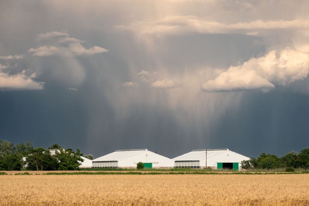 El Niño trae lluvias y favorece el trigo en el inicio de&nbsp;cosecha